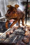 cochon de lait à la broche 1